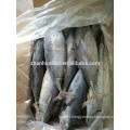 New stock frozen bonito tuna dry fish whole round 200-300g